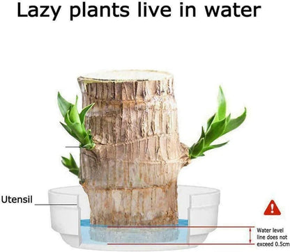 Big Size Lucky Brazil Wood Plant |🔥Buy 1 Get 1 Free🔥